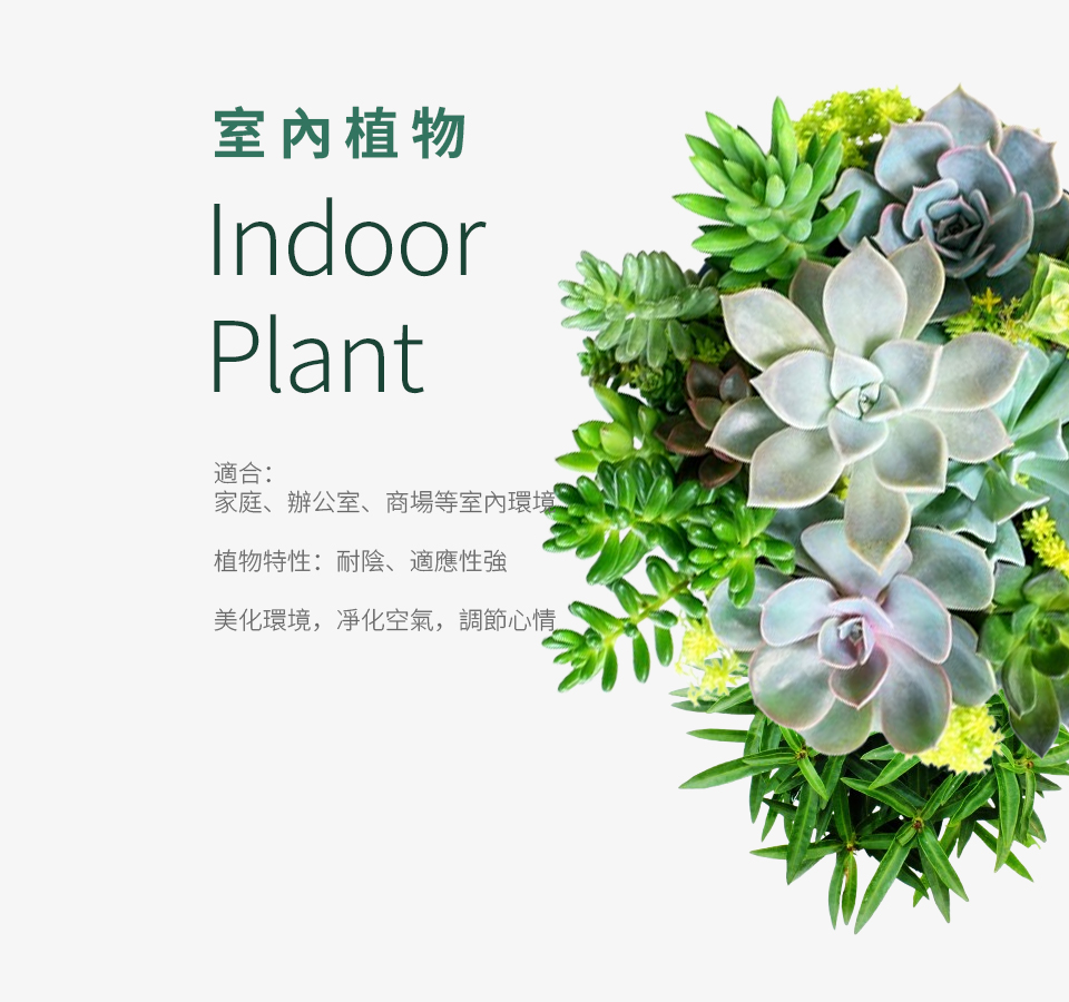 室內植物