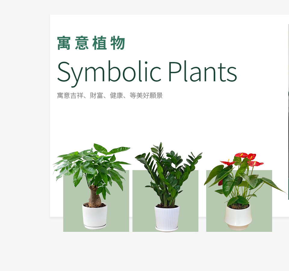 寓意植物
