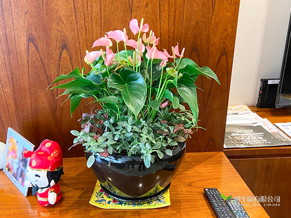 辦公區植物組合裝飾